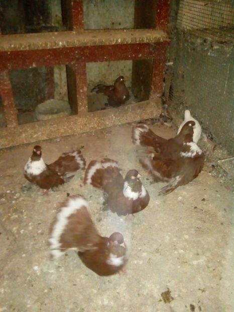  - Castani de craiova