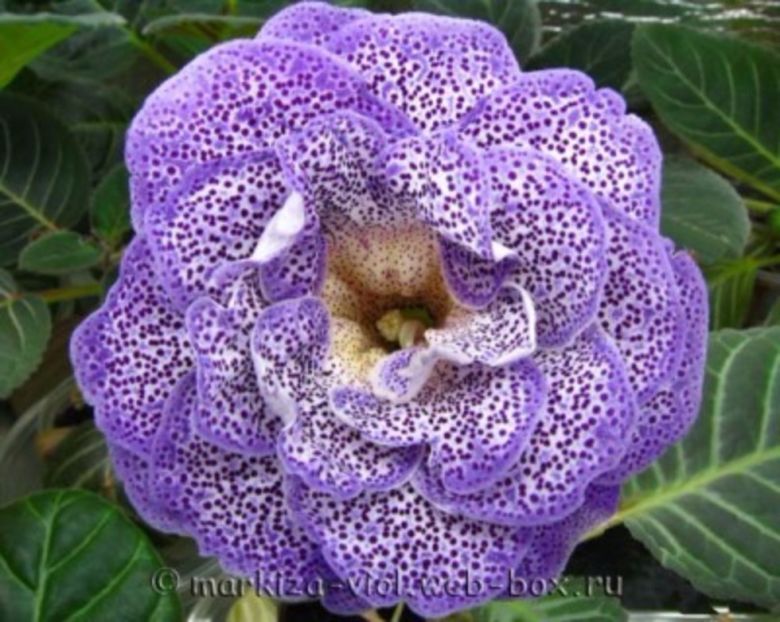 Koketka Blue - GLOXINIA