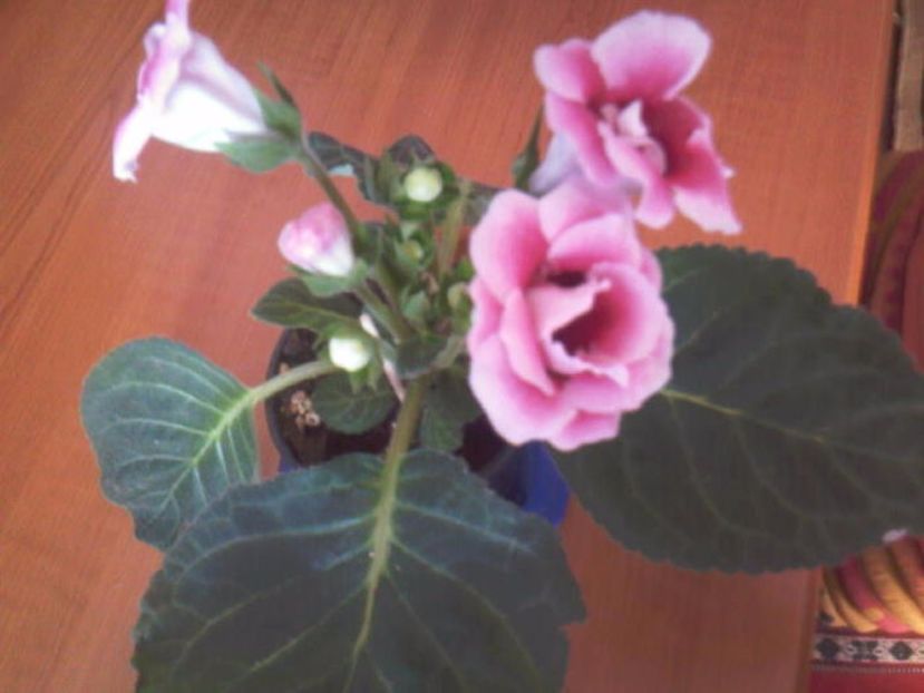 Silvana Pink - GLOXINIA