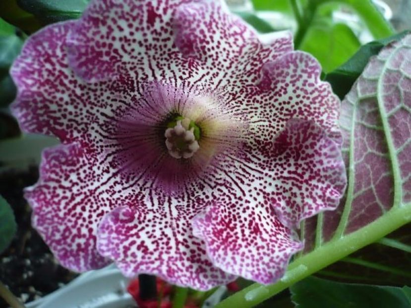 Vishnevaja Metel - GLOXINIA