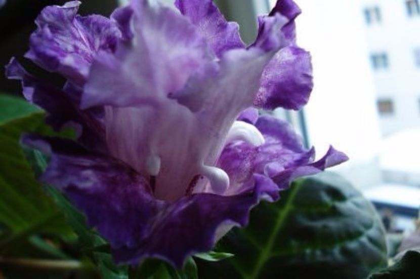 white bird tv - GLOXINIA