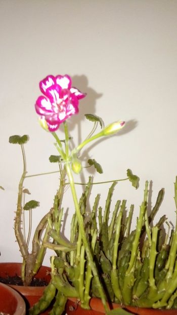 1491459284036-1102887863 - Muscate curgatoare