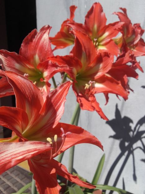  - Floricele de gradina