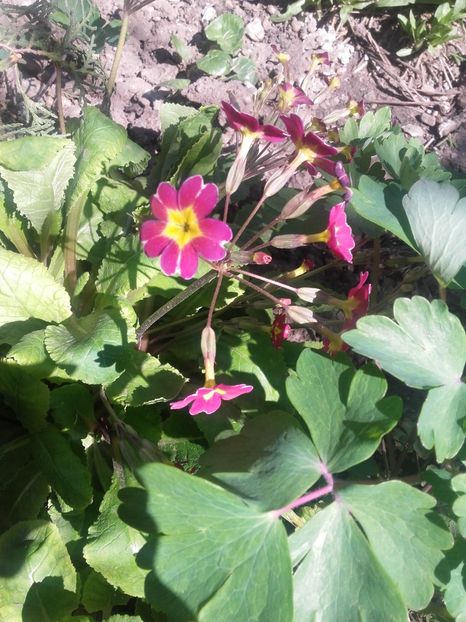  - Floricele de gradina