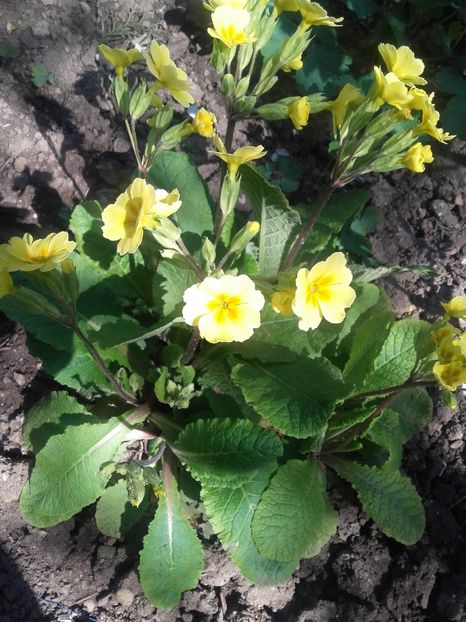  - Floricele de gradina