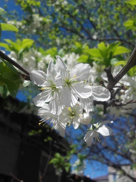  - Floricele de gradina