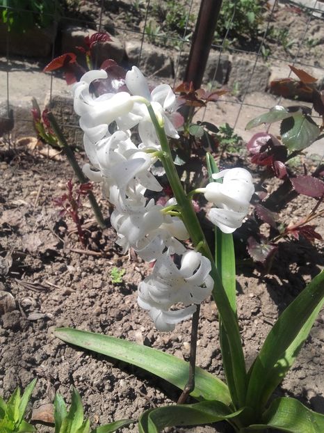  - Floricele de gradina