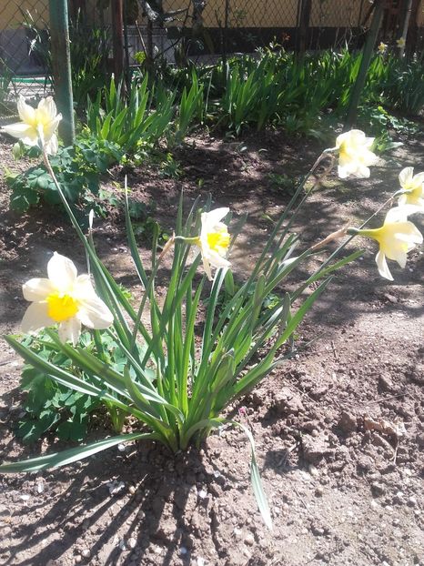  - Floricele de gradina