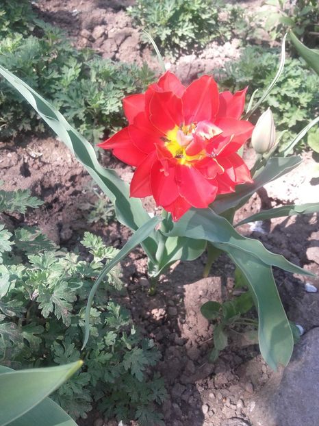  - Floricele de gradina