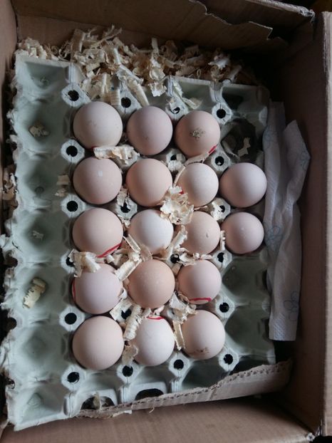 Achiziție Dl Hoban (un om deosebit ,toată stima)Mulțumesc. - 15 ORPINGTON GALBEN