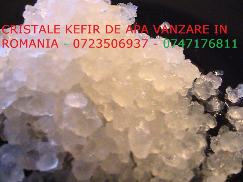 KEFIR DE APA 0723506937 CRISTALE GRANULE CIUPERCA (9) - Cristale japoneze 0765437394 romania