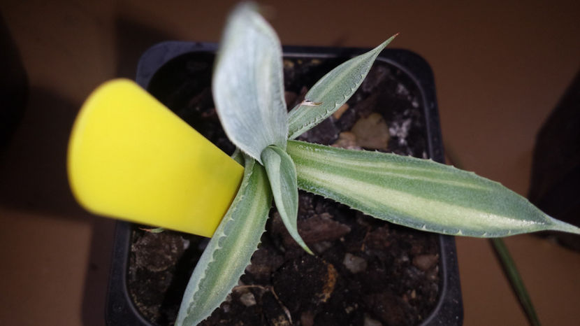 Agave  Potatorum Kissho Khan Variegated - Vandute