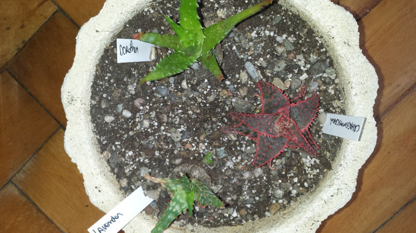 Vandut.Aloe Christmas Carol, Aloe Dorotheae, Aloe Lavender 100(impreuna) - Vandute