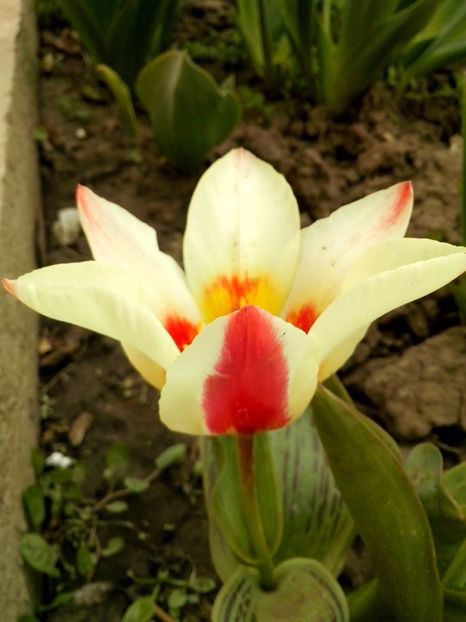 17504708_1184733458339813_216966801184607010_o - FLORI 2018