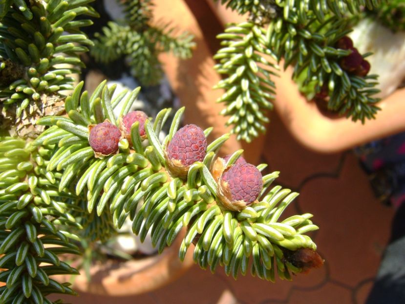 Abies pinsapo, conuri - Bonsai si prebonsai 2016-2017