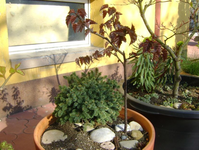 Mesteacan negru & Picea abies Little Gem - Bonsai si prebonsai 2016-2017