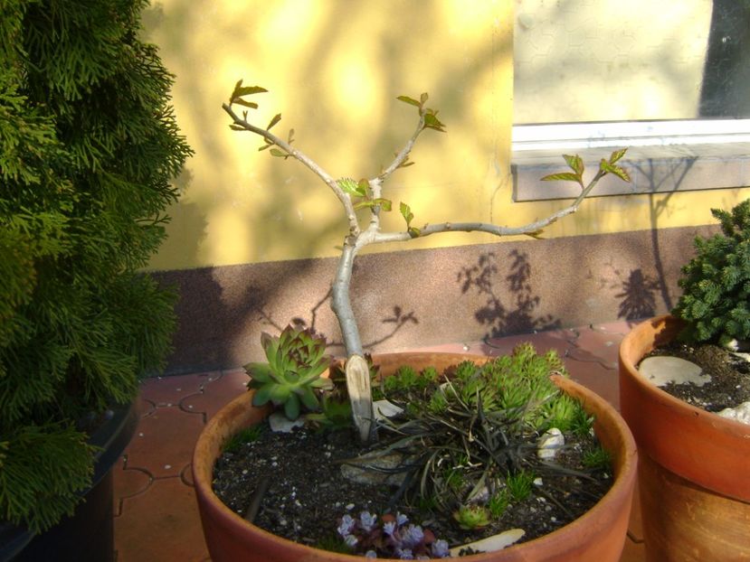 Arbore magic persan - Bonsai si prebonsai 2016-2017
