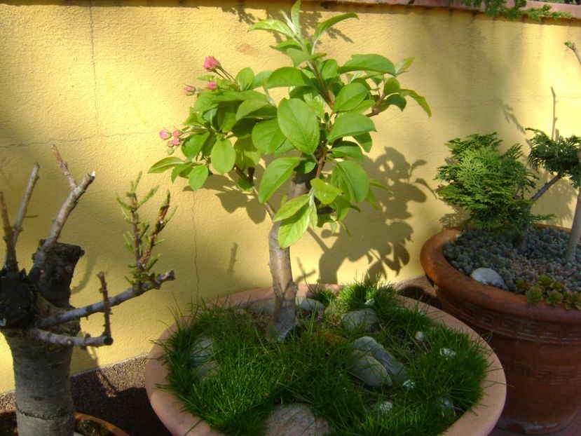 Mar decorativ - Bonsai si prebonsai 2016-2017