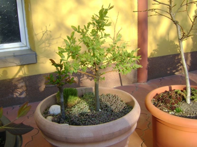 Salix integra Hakuro-nishiki & Gutui japonez - Bonsai si prebonsai 2016-2017