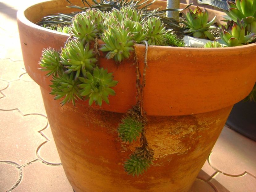 Arbore magic persan, detalii - Bonsai si prebonsai 2016-2017