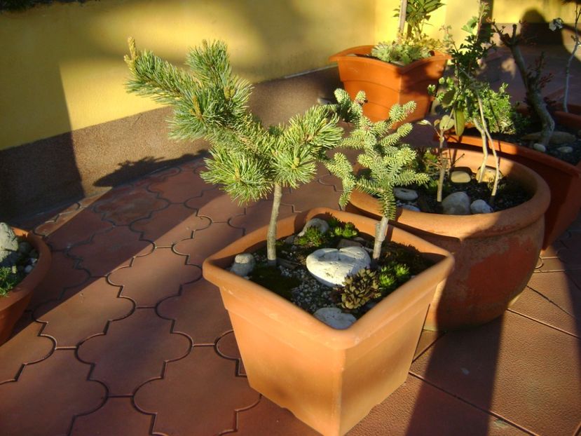 Abies pinsapo & Pinus ”Shizukagoten” - Bonsai si prebonsai 2016-2017
