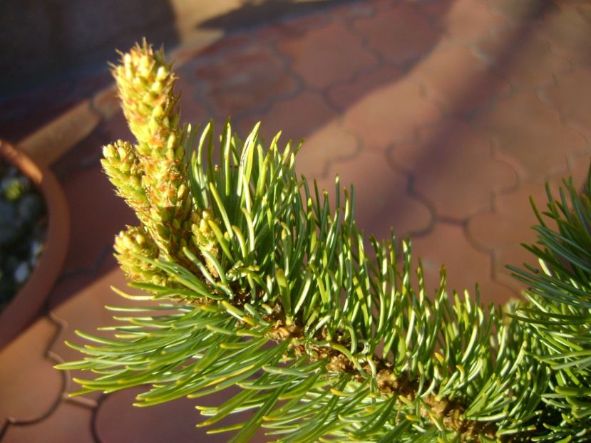 Abies pinsapo & Pinus ”Shizukagoten” - Bonsai si prebonsai 2016-2017