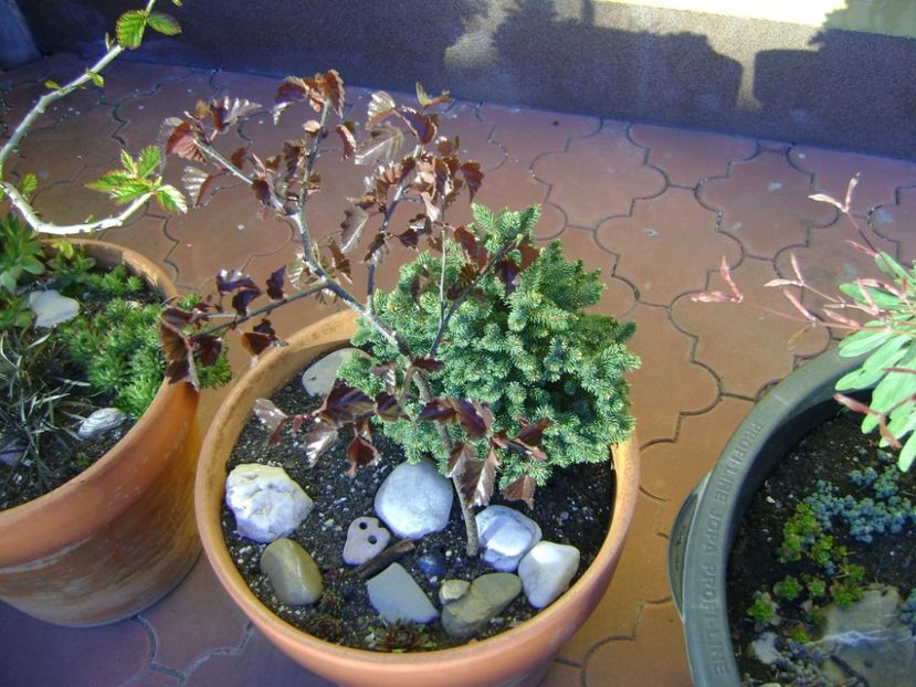 Mesteacan negru & Picea abies Little Gem - Bonsai si prebonsai 2016-2017