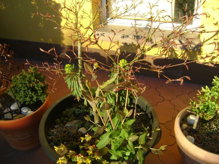 Artar japonez - Bonsai si prebonsai 2016-2017