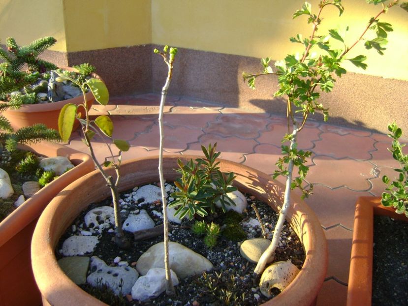 Paducel & Arbore de stafide & Ginkgo biloba - Bonsai si prebonsai 2016-2017