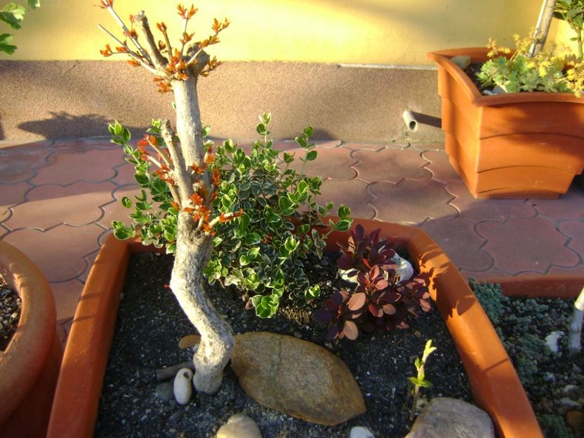 Rodiu & Berberis & Euonymus - Bonsai si prebonsai 2016-2017