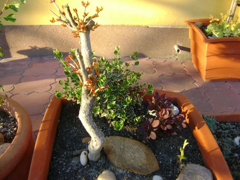 Rodiu & Berberis & Euonymus - Bonsai si prebonsai 2016-2017