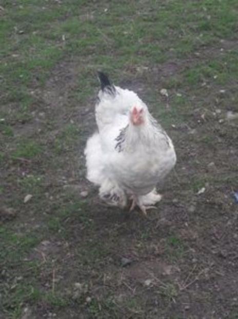 108884912_PZLMADT - Brahma herminat deschis