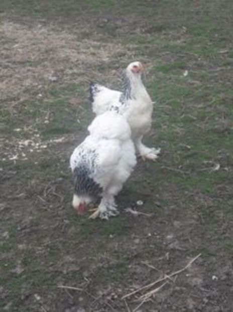 108884911_QTZFESH3 - Brahma herminat deschis