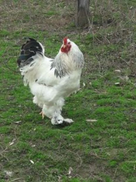 108884915_BZXQYOF - Brahma herminat deschis