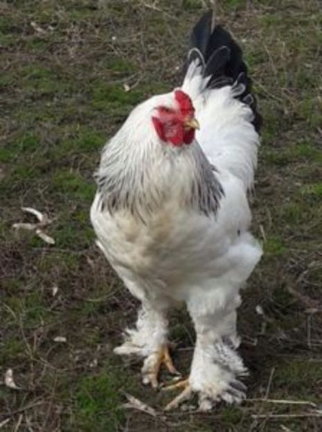 108884914_ULRNTZQ - Brahma herminat deschis