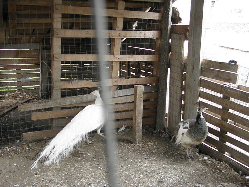 Picture 066 - PAUNI ALBI