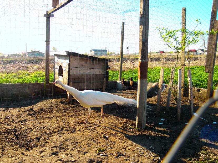 Picture 033 - PAUNI ALBI