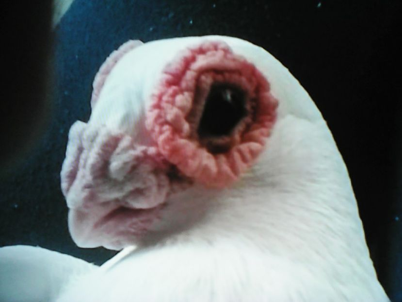 Ioan Crastiu din LUGOJ - CONTACT