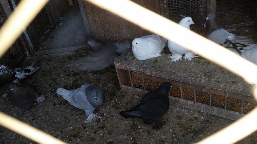  - ROMAGNOLI PORUMBEI