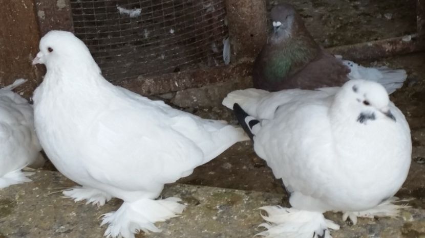  - ROMAGNOLI PORUMBEI