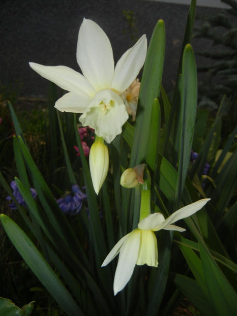 Narcissus Thalia (2017, April 02) - Narcissus Thalia