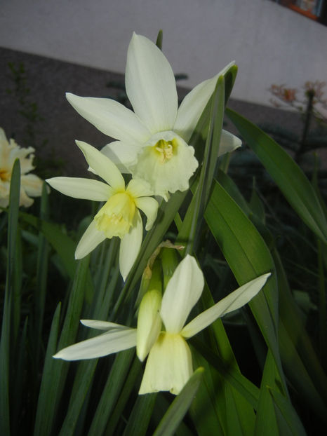 Narcissus Thalia (2017, April 03) - Narcissus Thalia