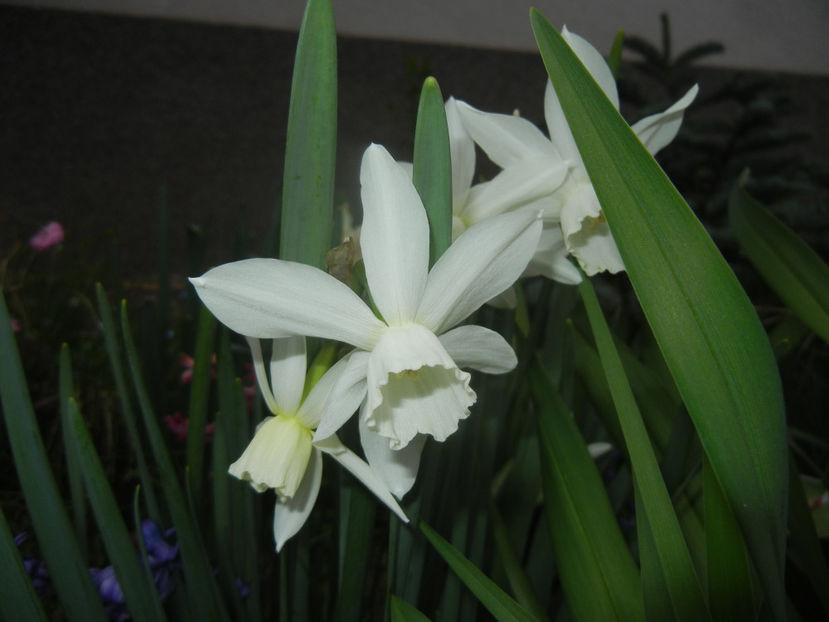 Narcissus Thalia (2017, April 04) - Narcissus Thalia