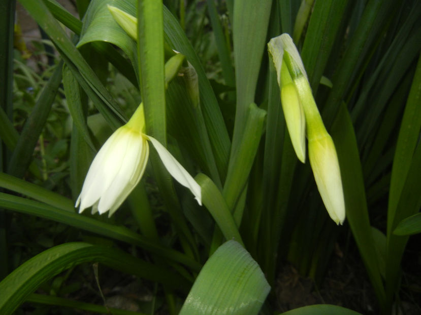 Narcissus Thalia (2017, April 04) - Narcissus Thalia