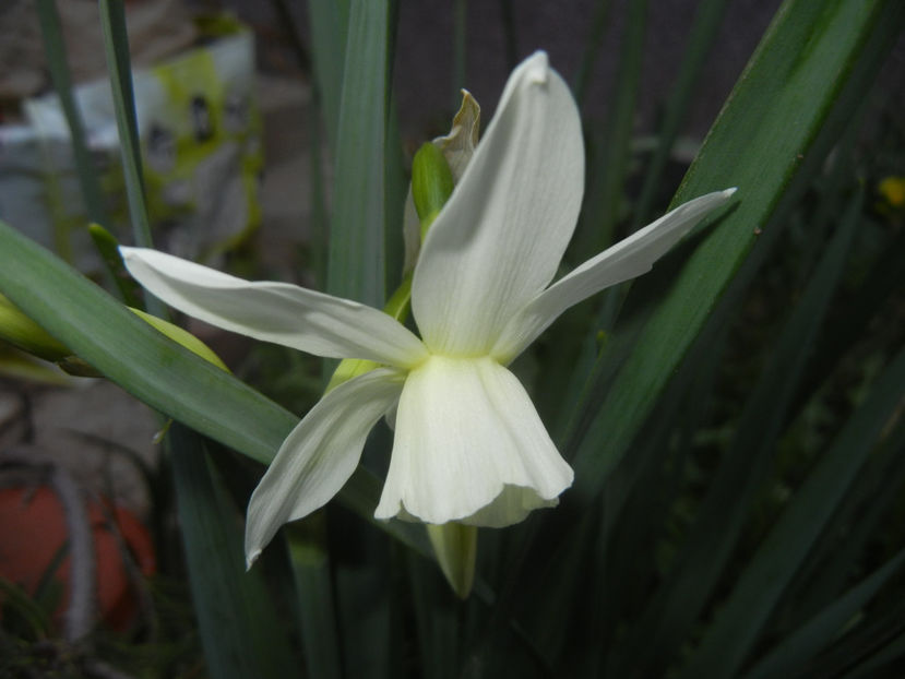 Narcissus Thalia (2017, April 04) - Narcissus Thalia