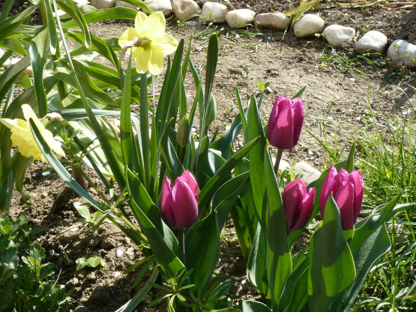Daffodillus si Purple Prince - 2017_Aprilie_Gradina Rozelor