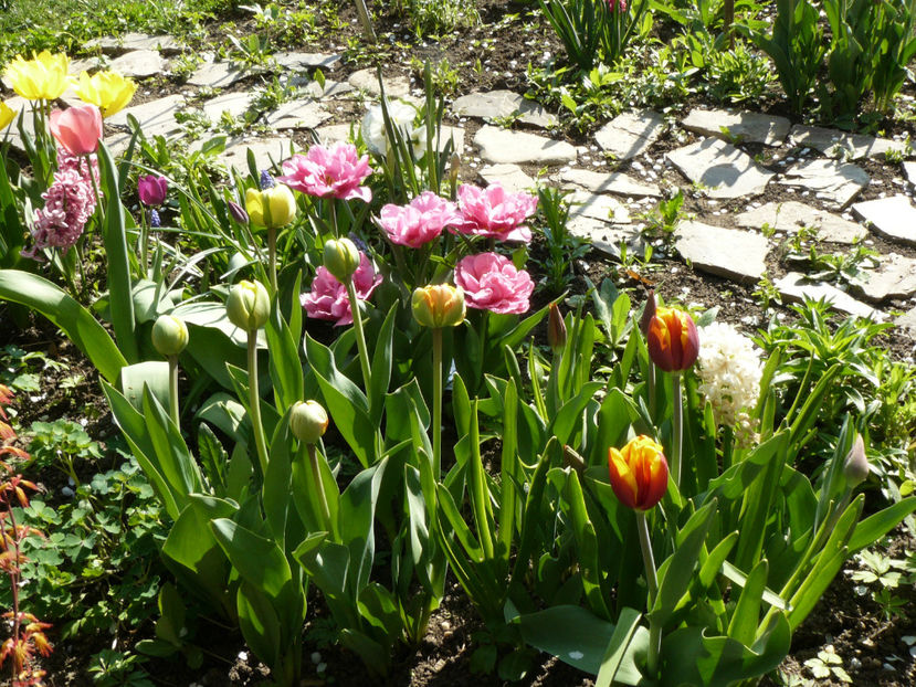P1260051 - 2017_Aprilie_Gradina Rozelor