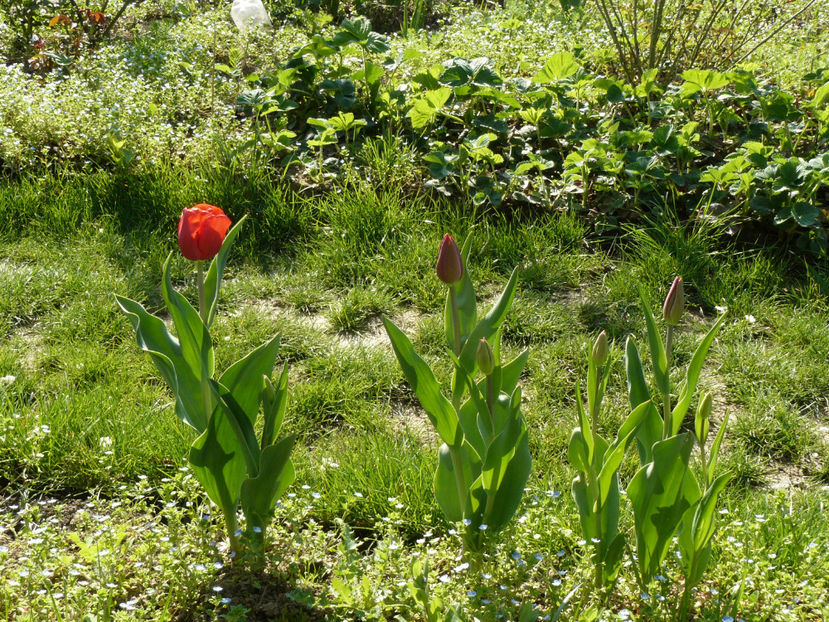 Seadov de anul trecut - 2017 Aprilie_Idilic Garden