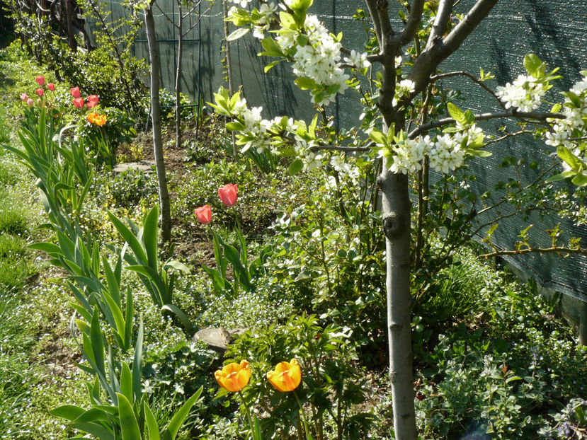 Apeldorne Elite ( galben) - 2017 Aprilie_Idilic Garden