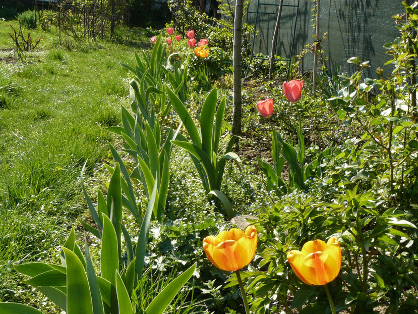 Apeldorne Elite - 2017 Aprilie_Idilic Garden